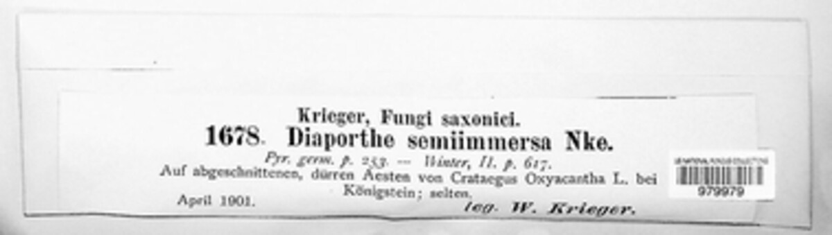 Diaporthe semiimmersa image